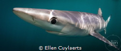 Blue Sharks around the UK coast are the most beautiful cr... by Ellen Cuylaerts 